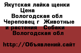  Якутская лайка щенки › Цена ­ 10 000 - Вологодская обл., Череповец г. Животные и растения » Собаки   . Вологодская обл.